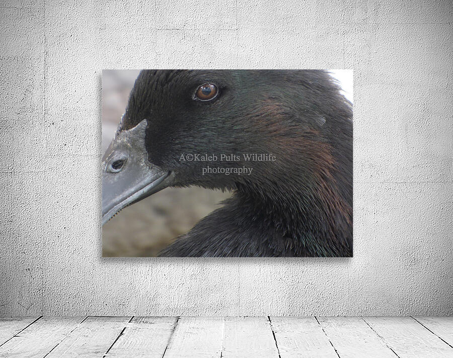 Cayuga Duck Wall Preview