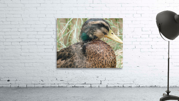 Rouen Drake Wall Preview