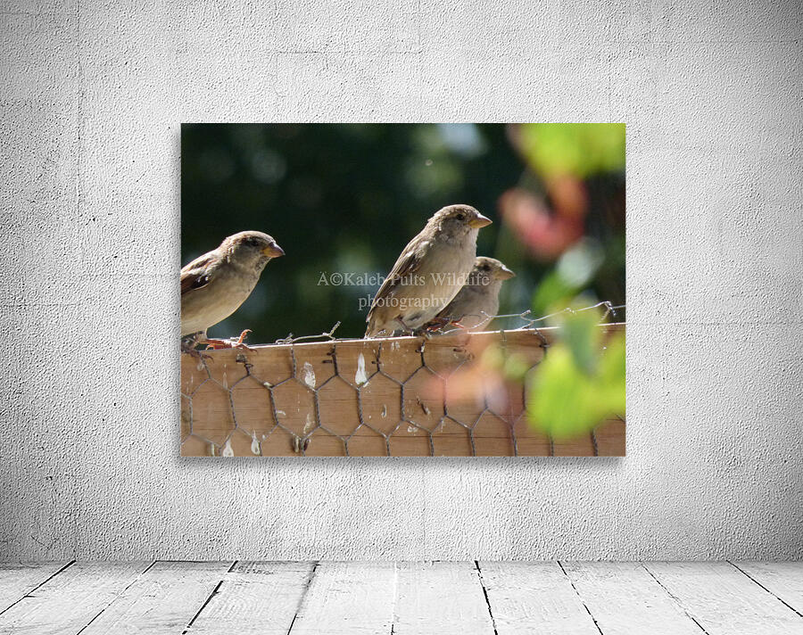 Sparrows on the coup Wall Preview
