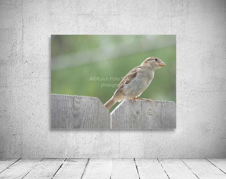 SuzieSparrow2 Wall Preview
