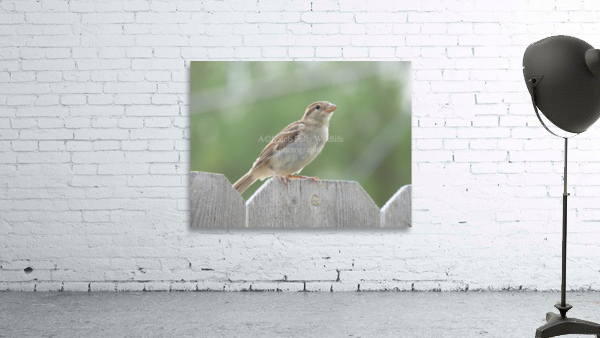 SuzieSparrow3 Wall Preview