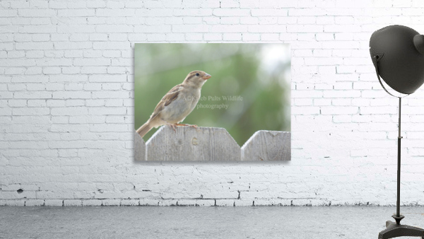 SuzieSparrow1 Wall Preview