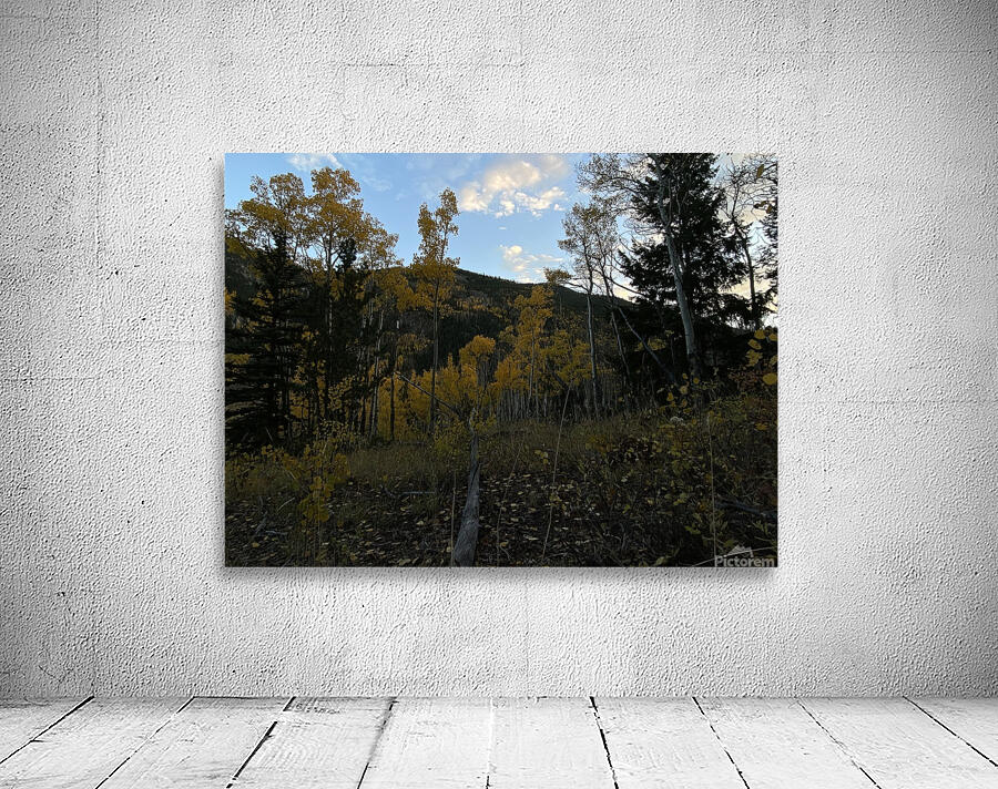 IMG 8279 Wall Preview