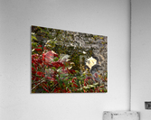 automne 1 Acrylic Print