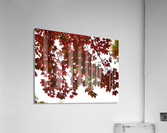 automne 2 Acrylic Print