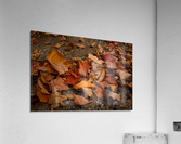 automne 4 Acrylic Print