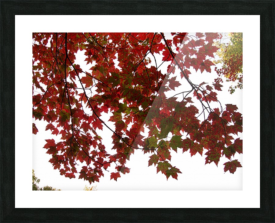 automne 2 Picture Frame print