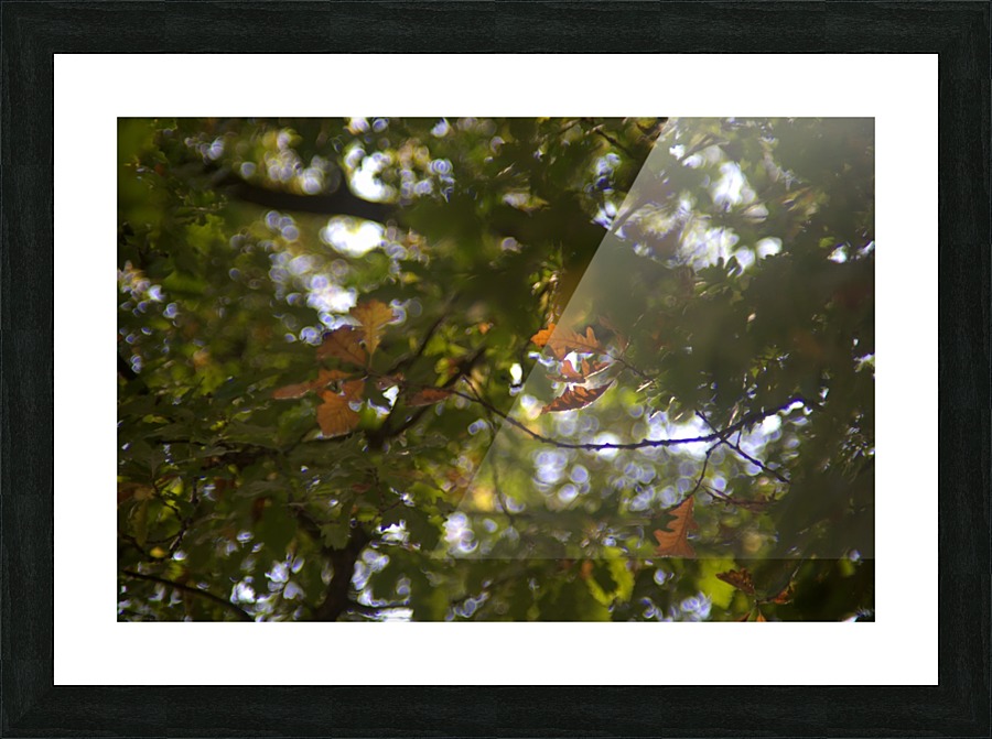automne 3 Picture Frame print
