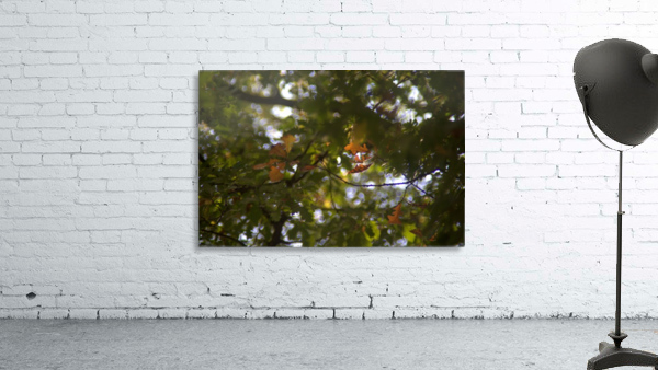 automne 3 Wall Preview