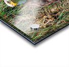 American Eagle Acrylic print