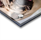 Dog Acrylic print