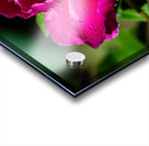 Peony flowers Acrylic print