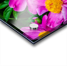 Peony Flowers Acrylic print