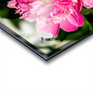 Peony Flowers Acrylic print