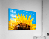 Sunflower Acrylic Print