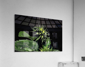 Sunflower 1 Acrylic Print