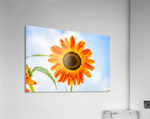 Sunflower 2 Acrylic Print