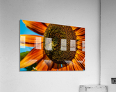 Sunflower 3 Acrylic Print