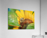 Sunflower 4 Acrylic Print