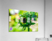 Sunflower 5 Acrylic Print