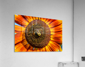 Sunflower 6 Acrylic Print