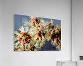 Catkins Acrylic Print