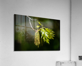 Oak tree catkins Acrylic Print
