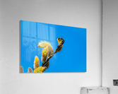 Catkins  Acrylic Print