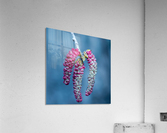 Poplar tree catkins Acrylic Print
