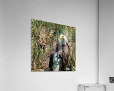 American Eagle Acrylic Print