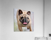 Dog Acrylic Print