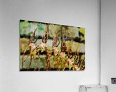 Climate Change - Phase II Acrylic Print