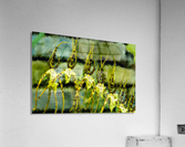 Climate Change- Phase I Acrylic Print