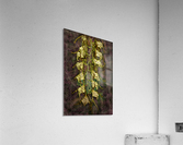 Stylish Orchids Acrylic Print