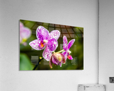 Orchids I Acrylic Print