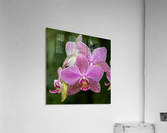 Orchids II Acrylic Print
