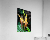 Orchids III Acrylic Print