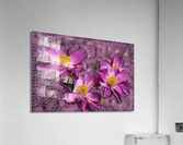 Peony Flowers Acrylic Print