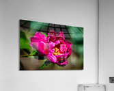 Peony flowers Acrylic Print