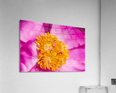 PEONY FLOWERS Acrylic Print