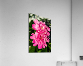 Peony Flowers Acrylic Print