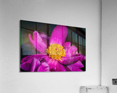 Peony Flowers Acrylic Print