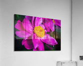 Peony Flowers Acrylic Print