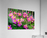 Peony Flowers Acrylic Print