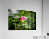 Peony Flowers Acrylic Print