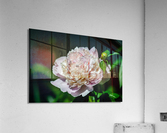 Peony Flowers Acrylic Print