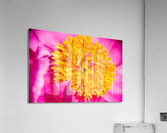 Peony Flowers Acrylic Print