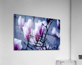 Magnolia flowering time Acrylic Print