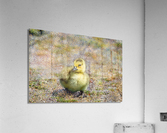 Gosling  Acrylic Print