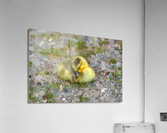 Sleeping  Gosling Acrylic Print